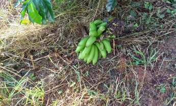 Imagem: SITIO RESIDENCIAL em Monte Sião - SP, Monte