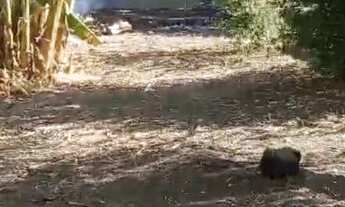 Imagem: TERRENO RESIDENCIAL em Monte Mor - SP, Chácara