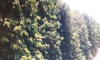 Imagem: FAZENDA COMERCIAL em SÃO PAULO - SP, JARDIM