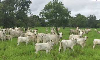 Imagem 5: FAZENDA RURAL em SÃO PAULO - SP, JARDIM SANTO ELIAS
