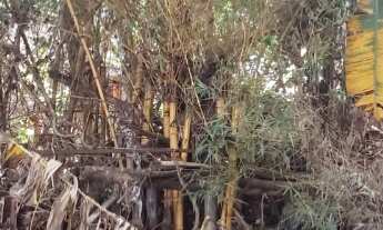 Imagem 3: TERRENO A VENDA EM SP AMERICANOLOPOLIS