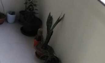 Imagem 6: APARTAMENTO A VENDA EM SP VILA PRUDENTE