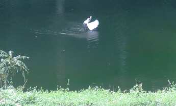 Imagem 4: Sítio com lago e piscina em Juquitiba