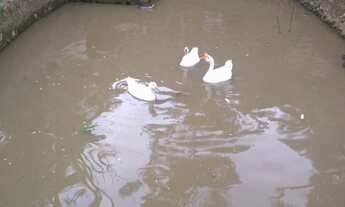 Imagem 6: Chácara em Juquitiba com lago e piscina