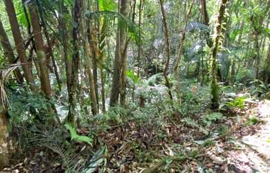 Imagem 3: Terreno em Juquitiba com área de 39.000,00 m² com riacho
