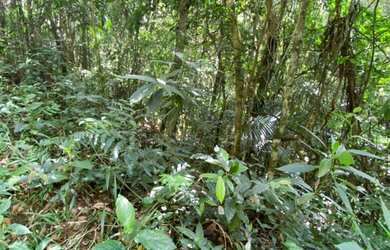 Imagem 2: Terreno em Juquitiba com área de 39.000,00 m² com riacho