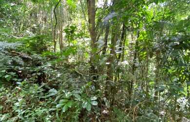 Imagem 7: Terreno em Juquitiba com área de 39.000,00 m² com riacho