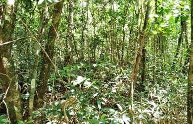 Imagem 4: Sítio em São Lourenço da Serra com área de 2,5 alqueires com nascente