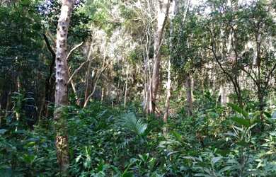 Imagem 7: Terreno em São Lourenço da Serra medindo 7.500,00 m² com nascente
