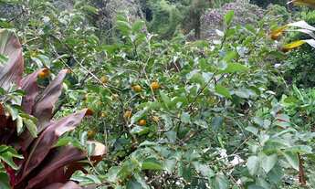 Imagem 6: Chácara em Juquitiba com área de 1.800,00 m²