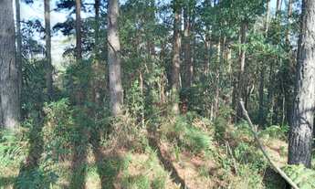 Imagem 6: Sítio em Itapecerica da Serra com área de 60.000,00 m²