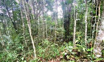 Imagem: Área em São Lourenço da Serra com 9 hectares