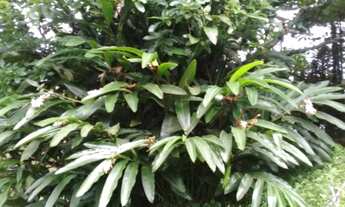 Imagem 5: Chácara em Juquitiba com 8.362,00 m²