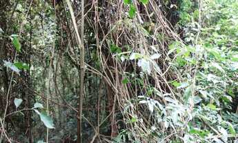 Imagem 7: Terreno em São Lourenço da Serra