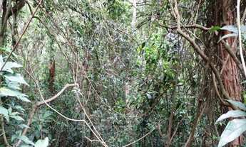 Imagem 6: Terreno em São Lourenço da Serra