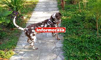 Imagem 4: SITIO EM TINGUA COM 2.000 M² , Parque Estoril. O sitio e composto por casa principal, co