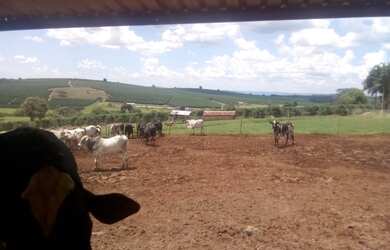 Imagem 3: FAZENDA RURAL em IBIRACI - MG, ZONA RURAL