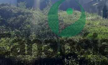 Imagem 5: Terreno 450 m2 para venda no Retiro das Caravelas - Cananéia/SP