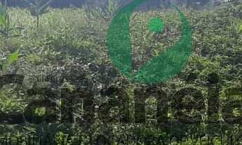 Imagem 6: Terreno 450 m2 para venda no Retiro das Caravelas - Cananéia/SP