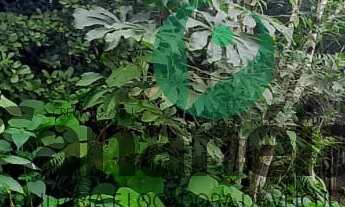 Imagem 5: Terreno 450 m2 no Retiro das Caravelas - Cananéia / SP