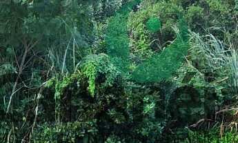 Imagem 7: Terreno para venda no Retiro das Caravelas - Cananéia - SP