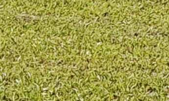 Imagem 7: Terreno de 892,63m² em condomínio à venda em Florianópolis-SC, bairro Ingleses do Rio Verm