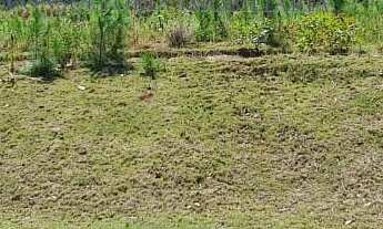 Imagem 6: Terreno à venda em Florianópolis-SC, bairro Itacorubi, 510,00 m² de área. Confira já!