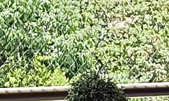 Imagem: Horto Santa Luzia 156m², fino acabamento