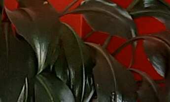 Imagem: SOBRADO RESIDENCIAL em SÃO PAULO - SP