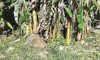 Imagem 6: Terreno no condomínio Solar de Itacuruçá