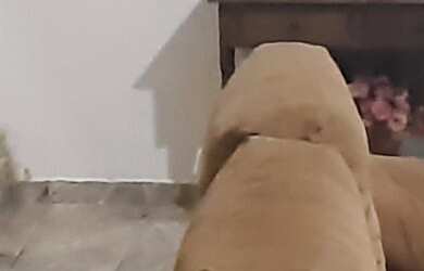 Imagem 6: Casa no centro de Itacuruçá