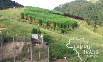 Imagem 4: Sítio de 4,5 alqueires !