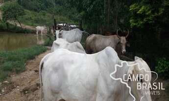 Imagem 6: Oportunidade rural! Sítio formado na Zona Norte