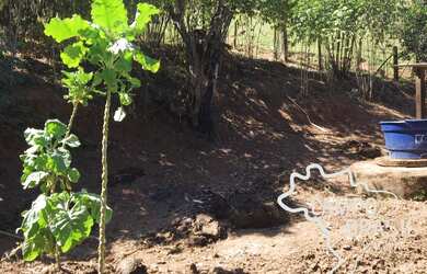 Imagem 7: Sítio formado de 2 aq na Zona Norte! Com curral, pasto formado e casa!