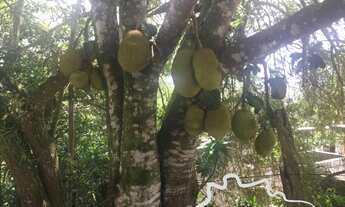 Imagem 3: Chácara próxima da cidade! Estuda permuta em São Paulo!