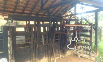 Imagem 5: Linda fazenda de 86 alqueires em produção! Com 40 aq de Eucalipto!