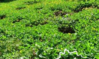 Imagem 7: LINDA CHÁCARA 7.000M² EM GONÇALVES ESCRITURADA!