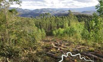 Imagem 2: FAZENDA 165 HECTARES EM CARVALHOS COM POTENCIAL TURÍSTICO E CARVOEIRO!