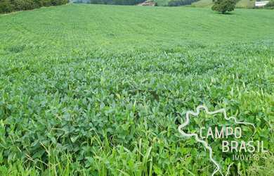 Imagem 7: FAZENDA 81,6 ALQUEIRES COM PLANTAÇÃO DE CAFÉ !