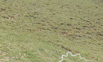 Imagem 5: SÍTIO 1 ALQUEIRE EM GONÇALVES !