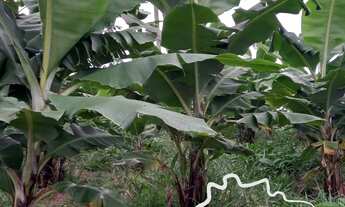 Imagem 5: MARAVILHOSO SÍTIO 28.000M² EM JACAREÍ !