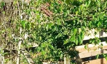 Imagem: OPORTUNIDADE SÍTIO COM 20.000 M² EM PARAISÓPOLIS!