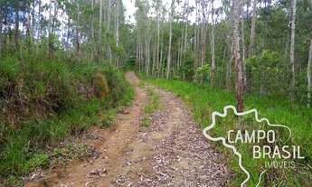 Imagem 2: SÍTIO 7 ALQUEIRES NO ASFALTO COM 30 MIL PÉS DE EUCALIPTO EM PARAIBUNA !