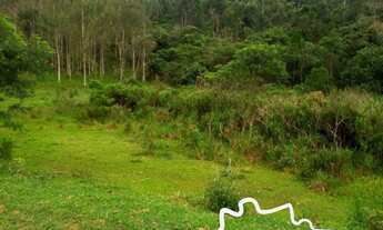 Imagem 6: SÍTIO 7 ALQUEIRES NO ASFALTO COM 30 MIL PÉS DE EUCALIPTO EM PARAIBUNA !