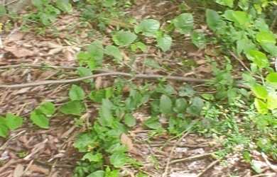 Imagem 6: CASA 250M² EM PARAIBUNA !