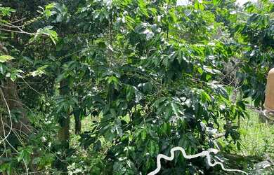 Imagem 7: CHÁCARA 2.800M² EM PARAIBUNA !