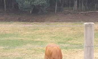 Imagem 2: ÁREA RURAL 1.000M² EM CAÇAPAVA !