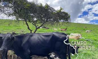 Imagem 4: FAZENDA 26 HECTARES FORMADA COM EXCELENTE ESTRUTURA NO SUL DE MINAS GERAIS !