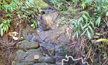 Imagem 6: SÍTIO 8,37 ALQUEIRES COM EUCALIPTO EM SÃO FRANCISCO XAVIER - SP !