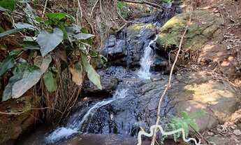 Imagem 7: SÍTIO 8,37 ALQUEIRES COM EUCALIPTO EM SÃO FRANCISCO XAVIER - SP !